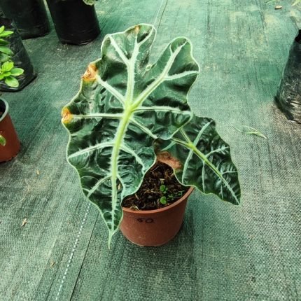 ALOCASIA AMAZONICA