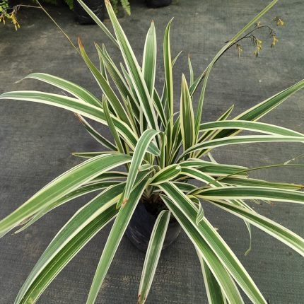 DICHORISANDRA THYRSIFLORA