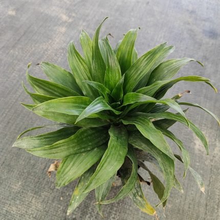 DRACENEA COMPACTA