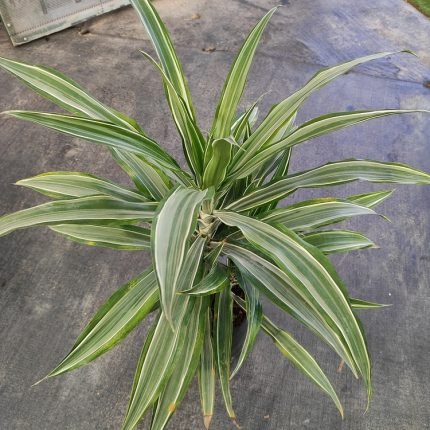 DRACENEA DEREMENSIS WARNECKII