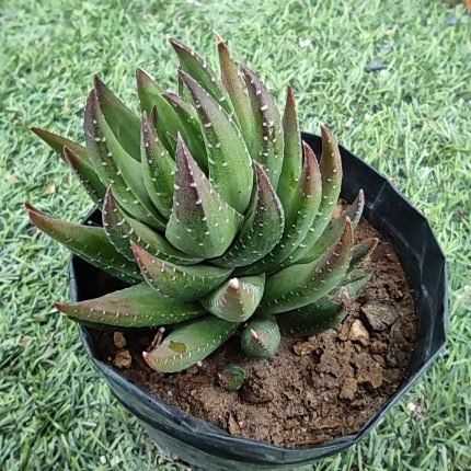 Aloe Vera