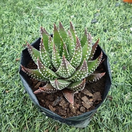 Haworthiopsis fasciata