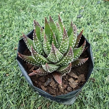 Haworthiopsis fasciata