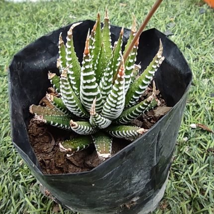 Hawhortia Fasciata Suculenta Cebra