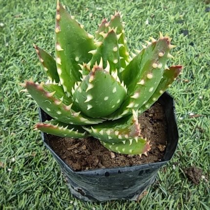 Aloe vera