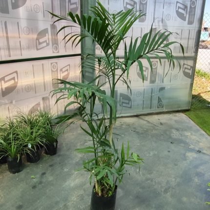 PALMERA BAMBU