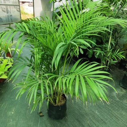 PALMERA HAWAIANA