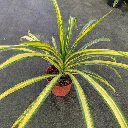 PANDANUS VEITCHII