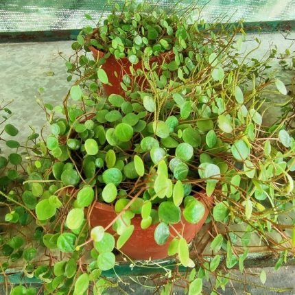PEPEROMIA ROTUNDIFOLIA